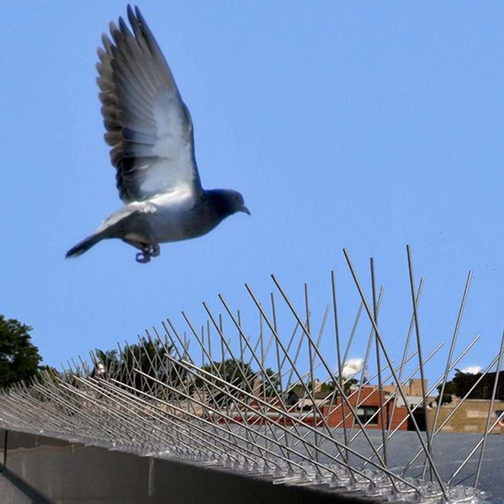 Bird Spikes