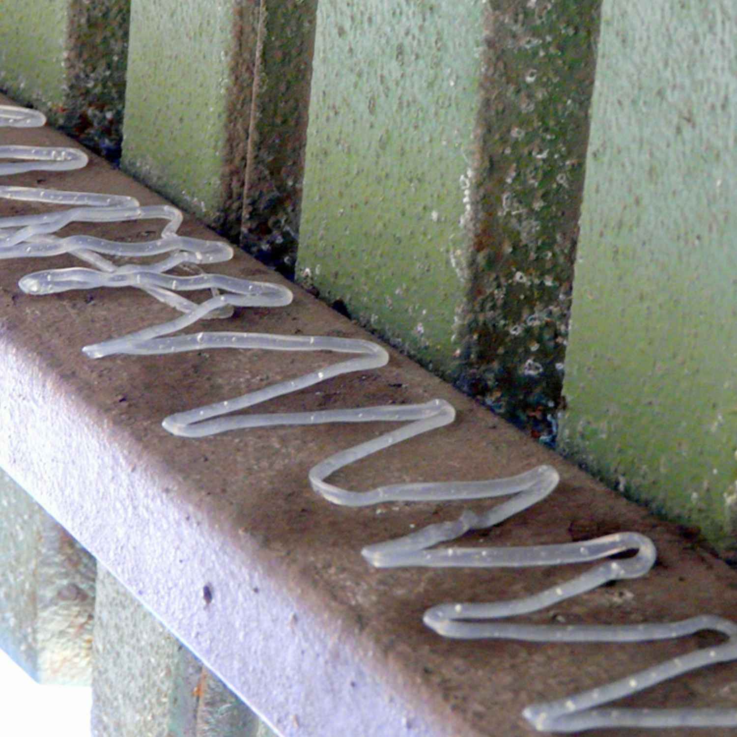 Bird Proof Gel | Bird Repellent Gel | Bird Deterrent Application: image 3