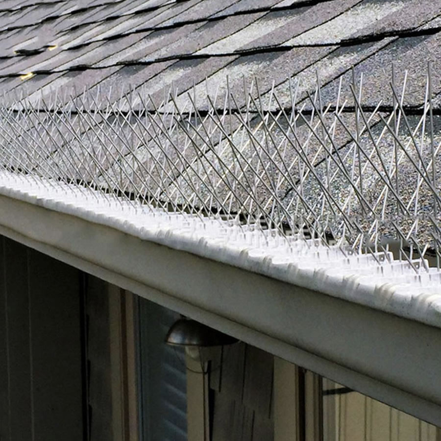 Stainless steel bird spikes fitted along the gutter line of a shingle roof