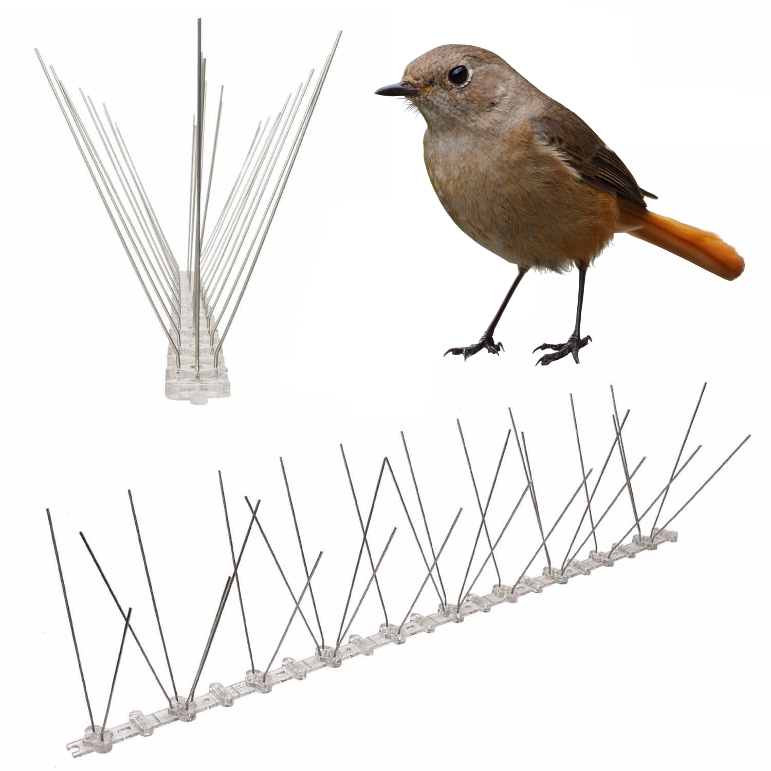 Anti-Wren Bird Spikes